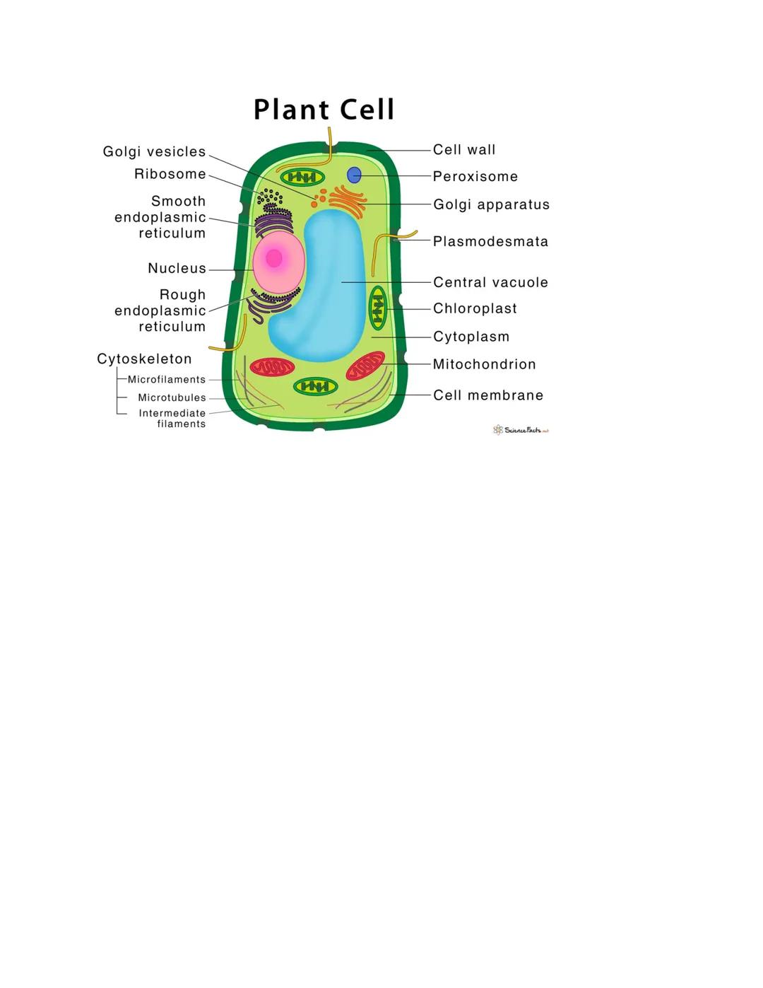 # Cell Organelles
Cell Theory
*   All living things are made up of one or more cells
*   Cells are the basic unit of structure and function 