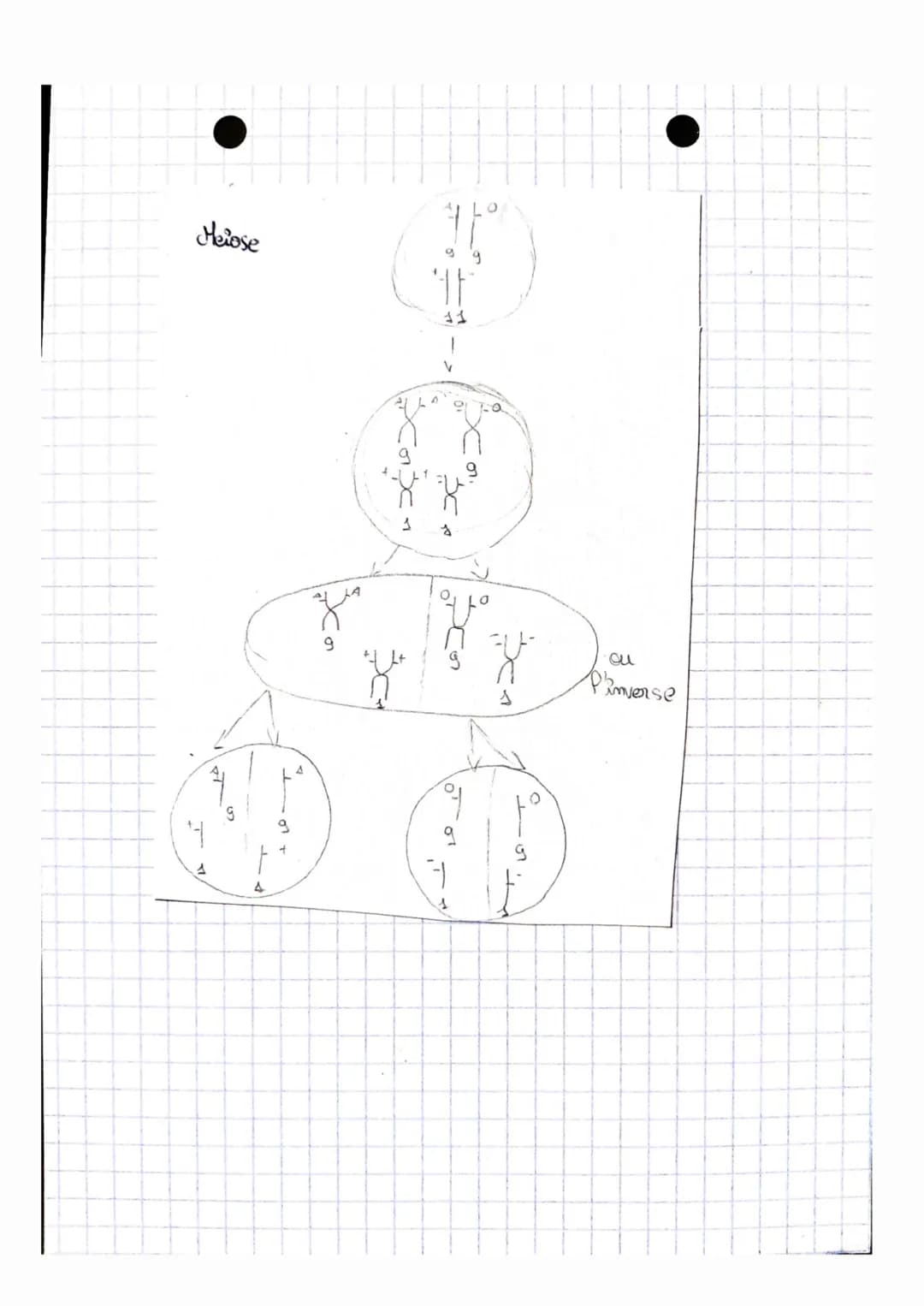 SVT:
• da bansmission de P'information génétique
Doant une multiplication cellubire, chaque chromosome simple (1
seule malculs d' ADN) est c