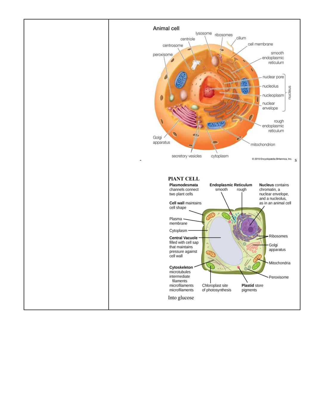 Semester 2
Unit 3
Biology
Topic~
Organelles Screencast
> Cell organelles
> Organelles
"Little Organs"
The membrane bound workers of Eukaryot