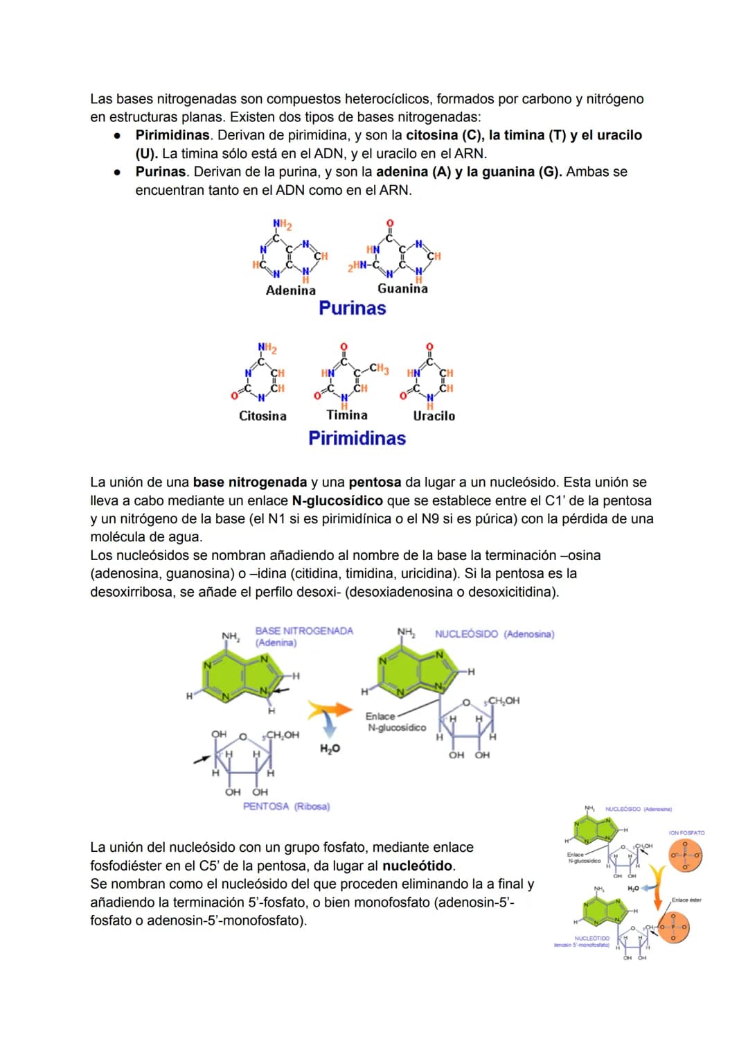 TEMA 6: ESTRUCTURA DE LOS ÁCIDOS NUCLÉICOS

→ Ácidos nucleicos

Los ácidos nucleicos son macromoléculas biológicas que realizan funciones de