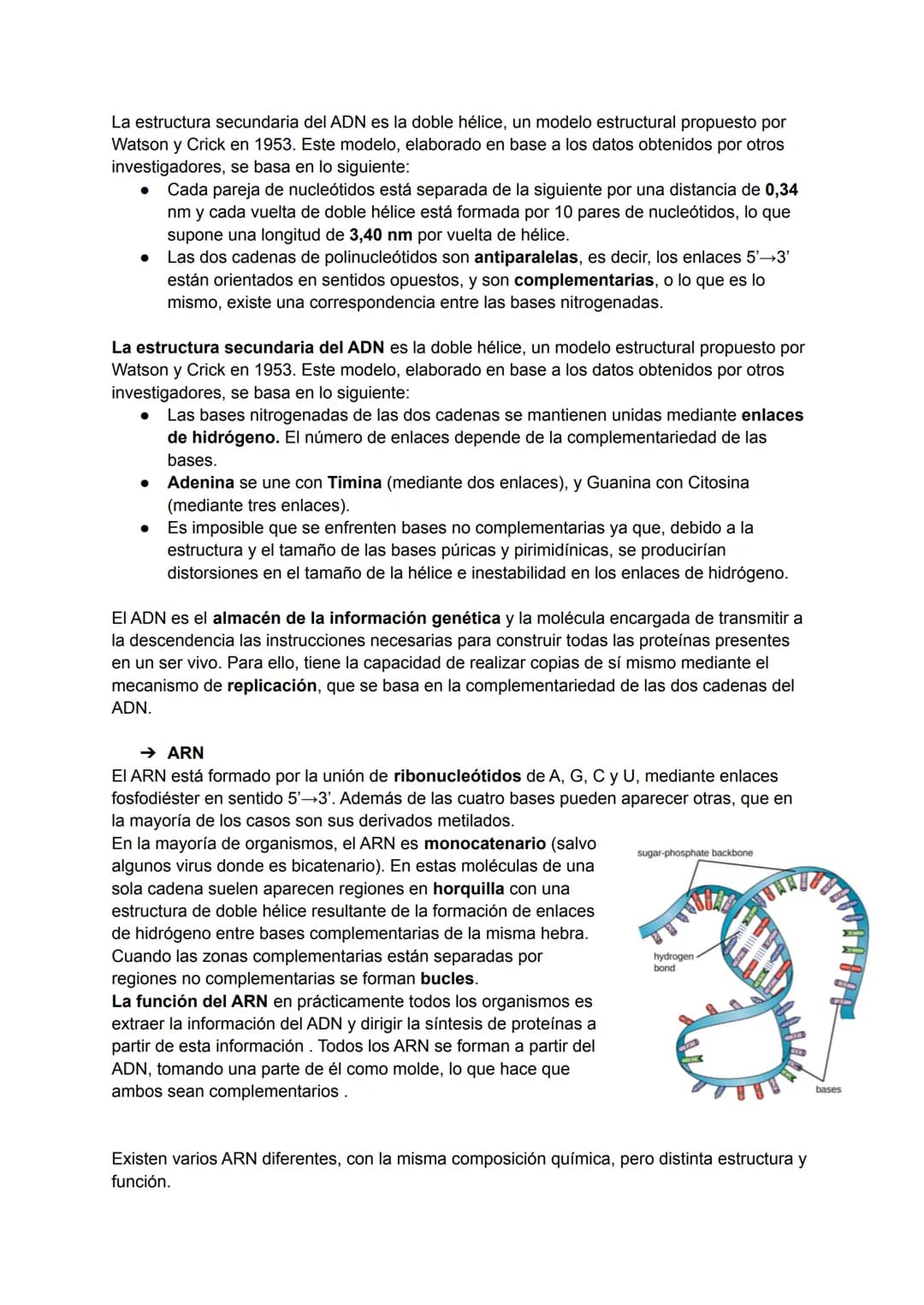 TEMA 6: ESTRUCTURA DE LOS ÁCIDOS NUCLÉICOS

→ Ácidos nucleicos

Los ácidos nucleicos son macromoléculas biológicas que realizan funciones de