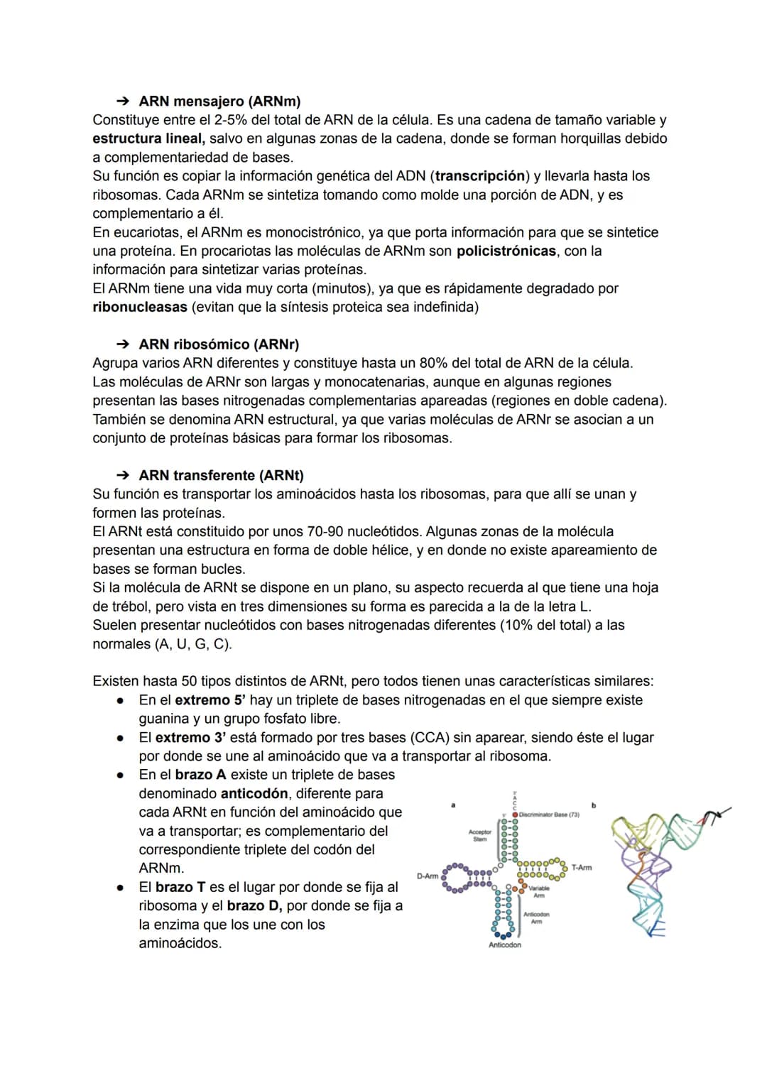 TEMA 6: ESTRUCTURA DE LOS ÁCIDOS NUCLÉICOS

→ Ácidos nucleicos

Los ácidos nucleicos son macromoléculas biológicas que realizan funciones de