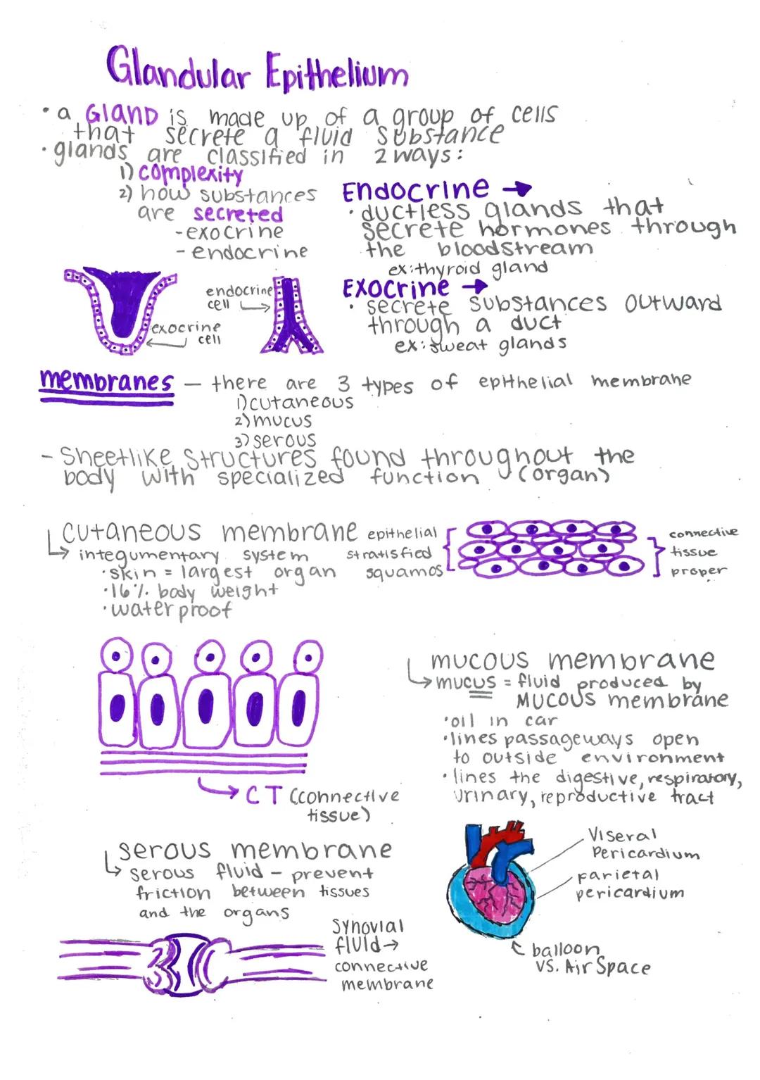 # Histology-

Histology: microscopic study of tissue

Biopsy: removal of tissue for diagnostic purposes

autopsy: examination of organs of a