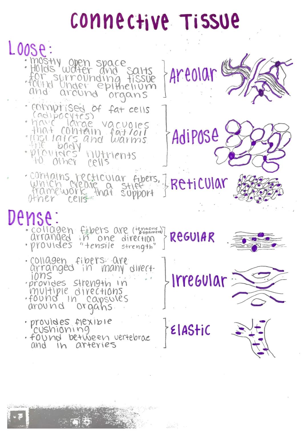 # Histology-

Histology: microscopic study of tissue

Biopsy: removal of tissue for diagnostic purposes

autopsy: examination of organs of a