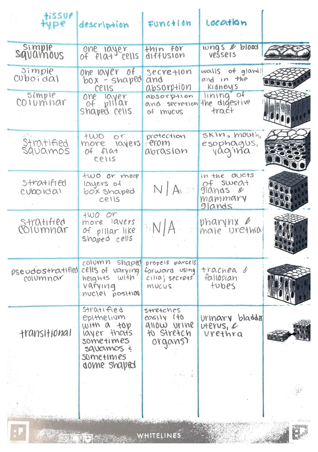 # Histology-

Histology: microscopic study of tissue

Biopsy: removal of tissue for diagnostic purposes

autopsy: examination of organs of a