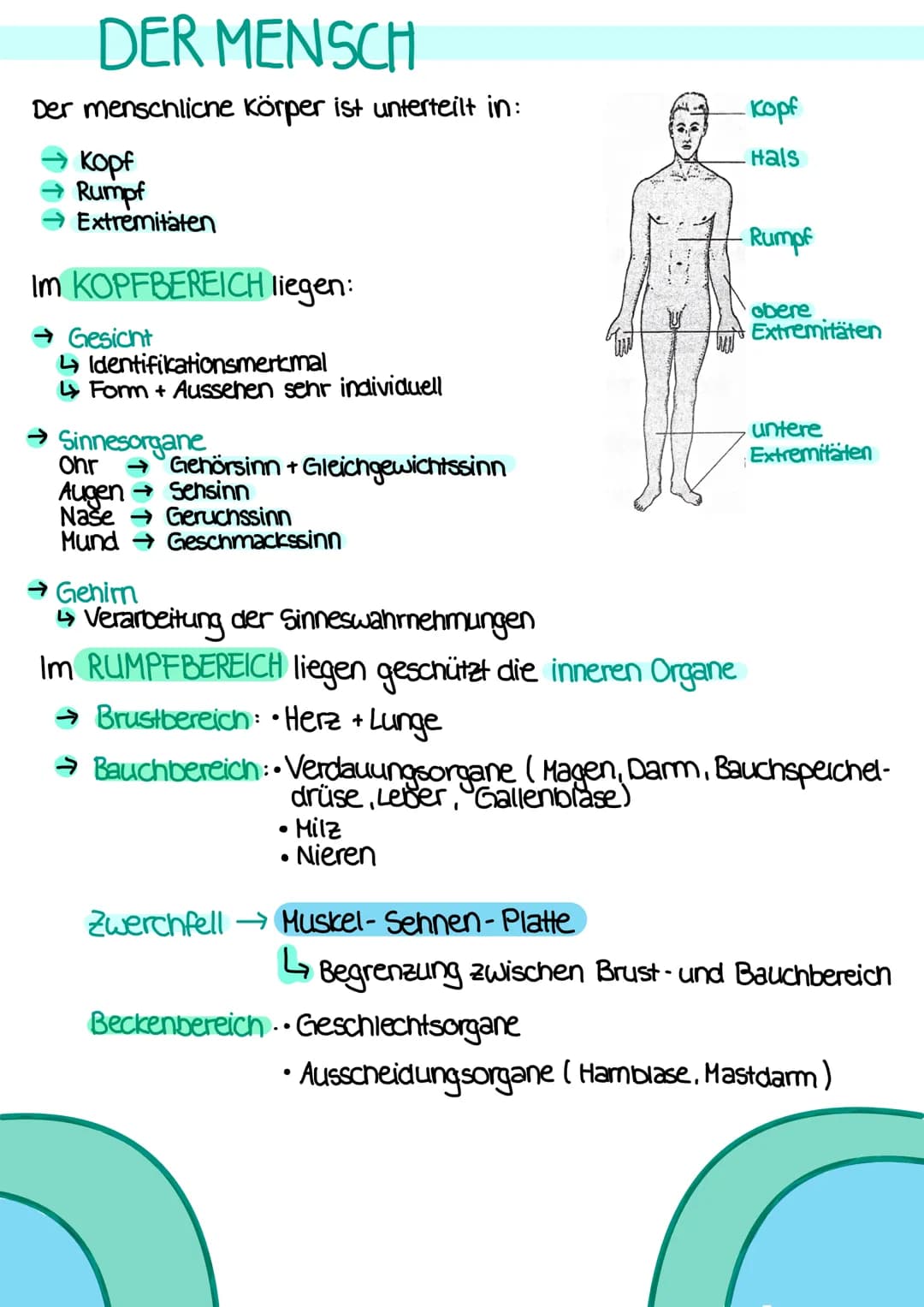# DEFINITIONEN

ANATOMIE
- Lehre vom Bau des menschlichen Körpers
- beschäftigt sich mit der Lage, Größe, Form und Struktur der einzelnen
Be