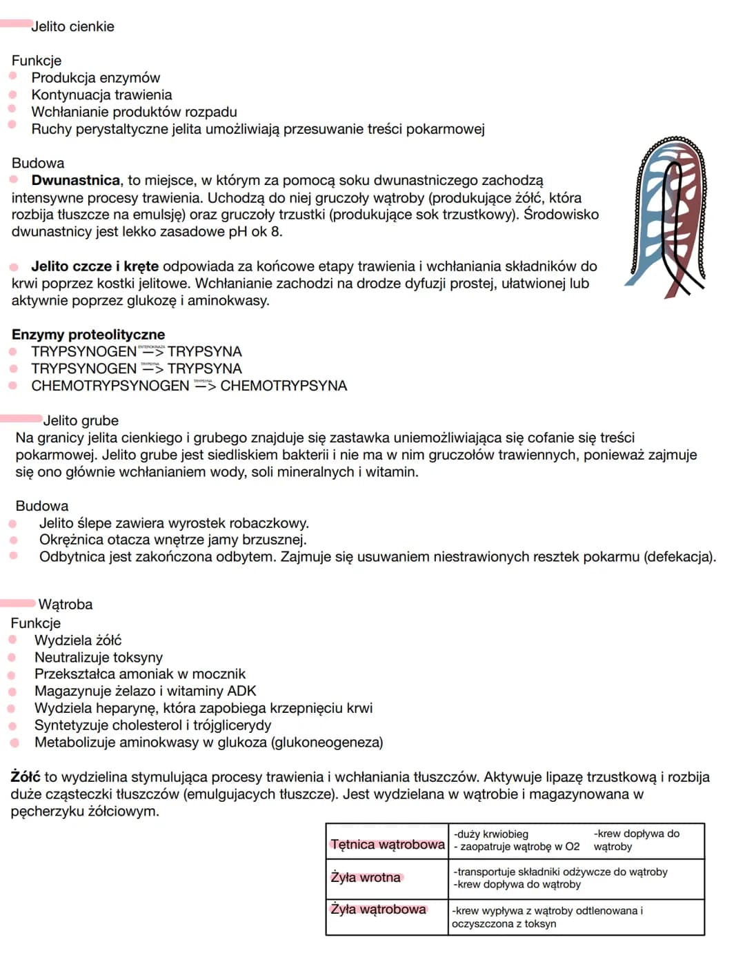 # Układ Pokarmowy

Budowa
- Przewód pokarmowy
- Jama ustna
- Gardło
- Przełyk
- Żołądek
- Jelito cienkie
- Jelito grube
- Otwór odbytowy

- 