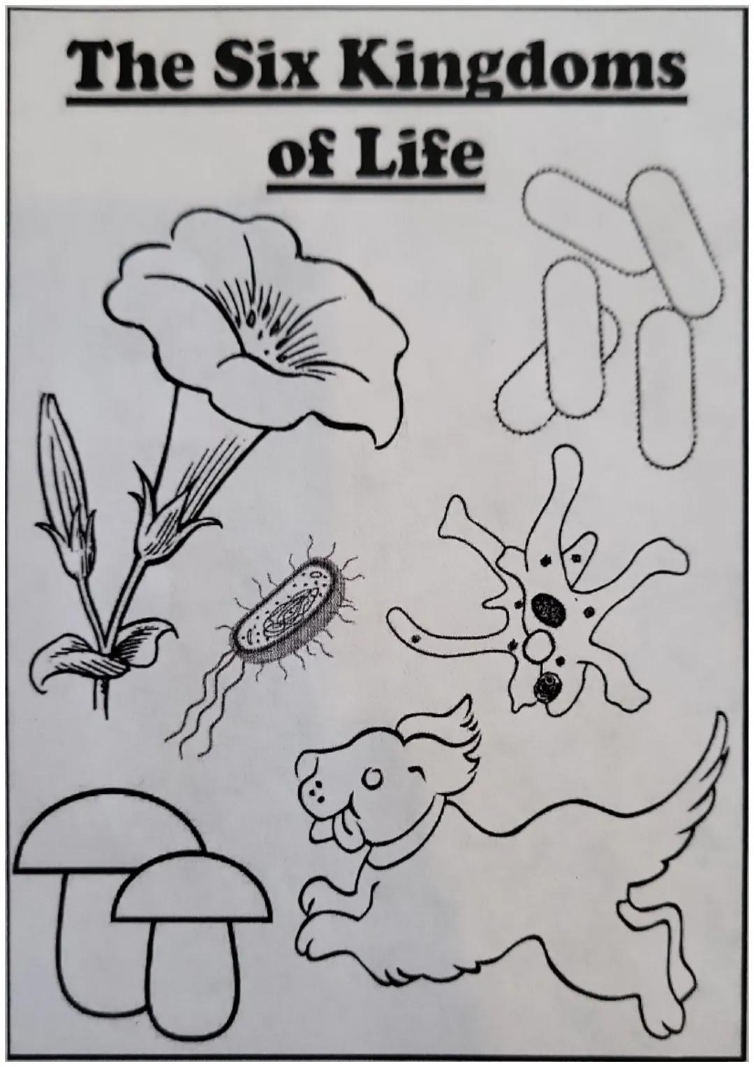 # The Six Kingdoms
## of Life # Archaebacteria

Fun Facts:

■ Are single celled organisms that live
in extreme environments

■ Are the oldes