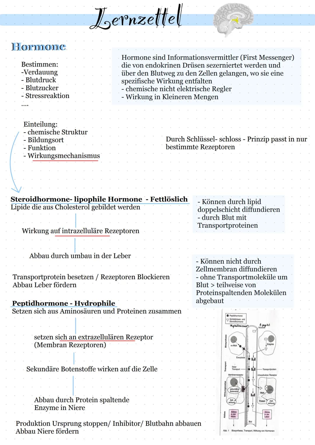 # Lernzettel

Hormone

Bestimmen:
-Verdauung
- Blutdruck
Blutzucker
Stressreaktion

Hormone sind Informationsvermittler (First Messenger)
di