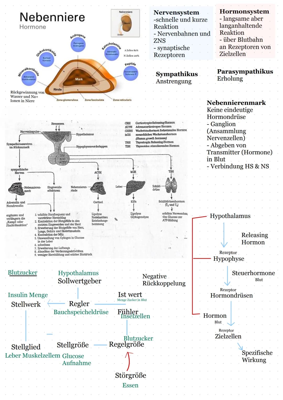 # Lernzettel

Hormone

Bestimmen:
-Verdauung
- Blutdruck
Blutzucker
Stressreaktion

Hormone sind Informationsvermittler (First Messenger)
di