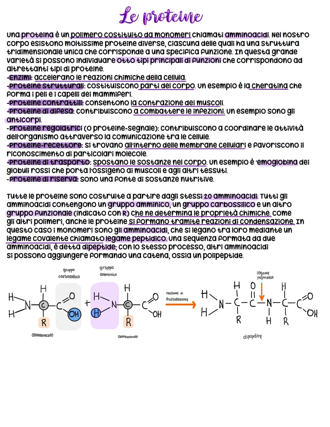 # Le proteine

una proteina è un polimero costituito da monomeri chiamati amminoacidi. Nel nostro
corpo esistono moltissime proteine diverse