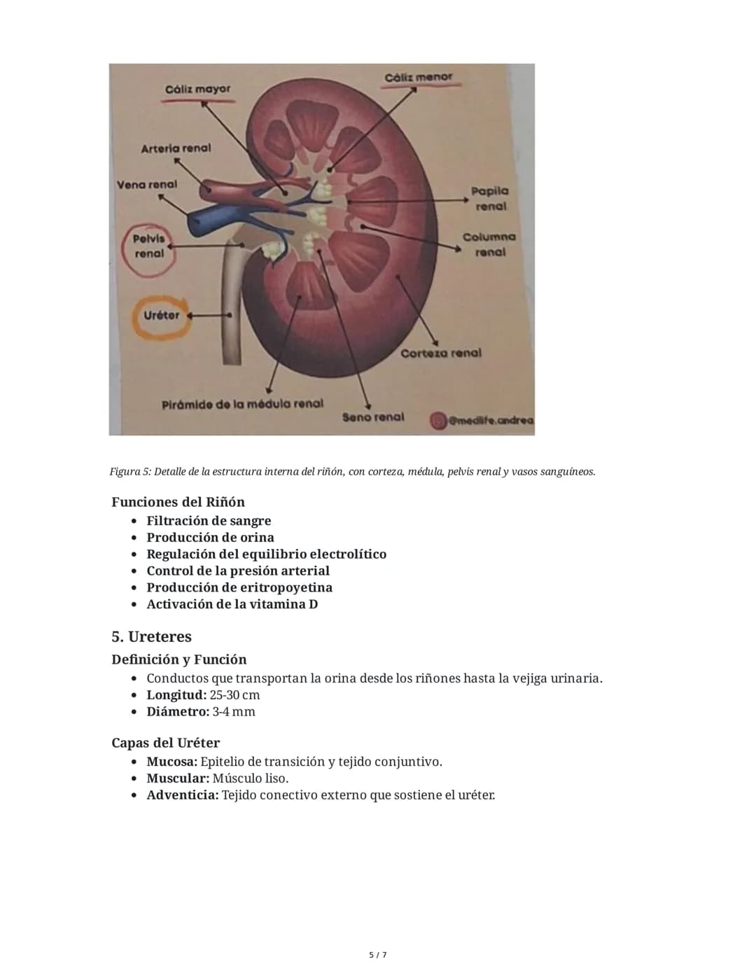 Anatomía y Fisiología del Riñón y Vías Urinarias
1. Introducción al Riñón
El riñón es uno de los órganos excretores principales, generalment