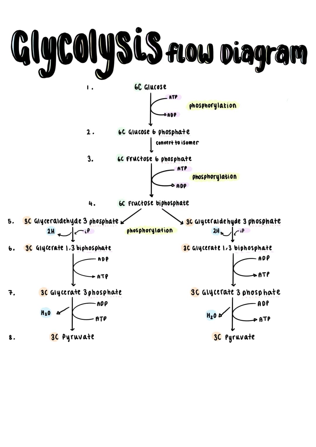 *'universal energy carrier'→ ATP transfers
energy for all biochemical reactions in the
cells of all living organisms.

$ADP + iP \xrightarro