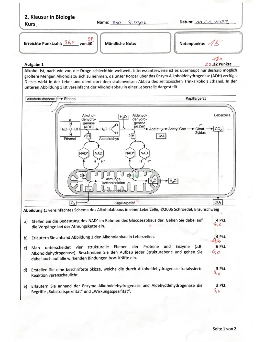 <h2>Biologie Klausur: Enzyme und Stoffwechsel</h2>
<h3>Aufgabe 1: Alkoholabbau in Leberzellen</h3>
<p>Alkohol ist weltweit die meistkonsumie