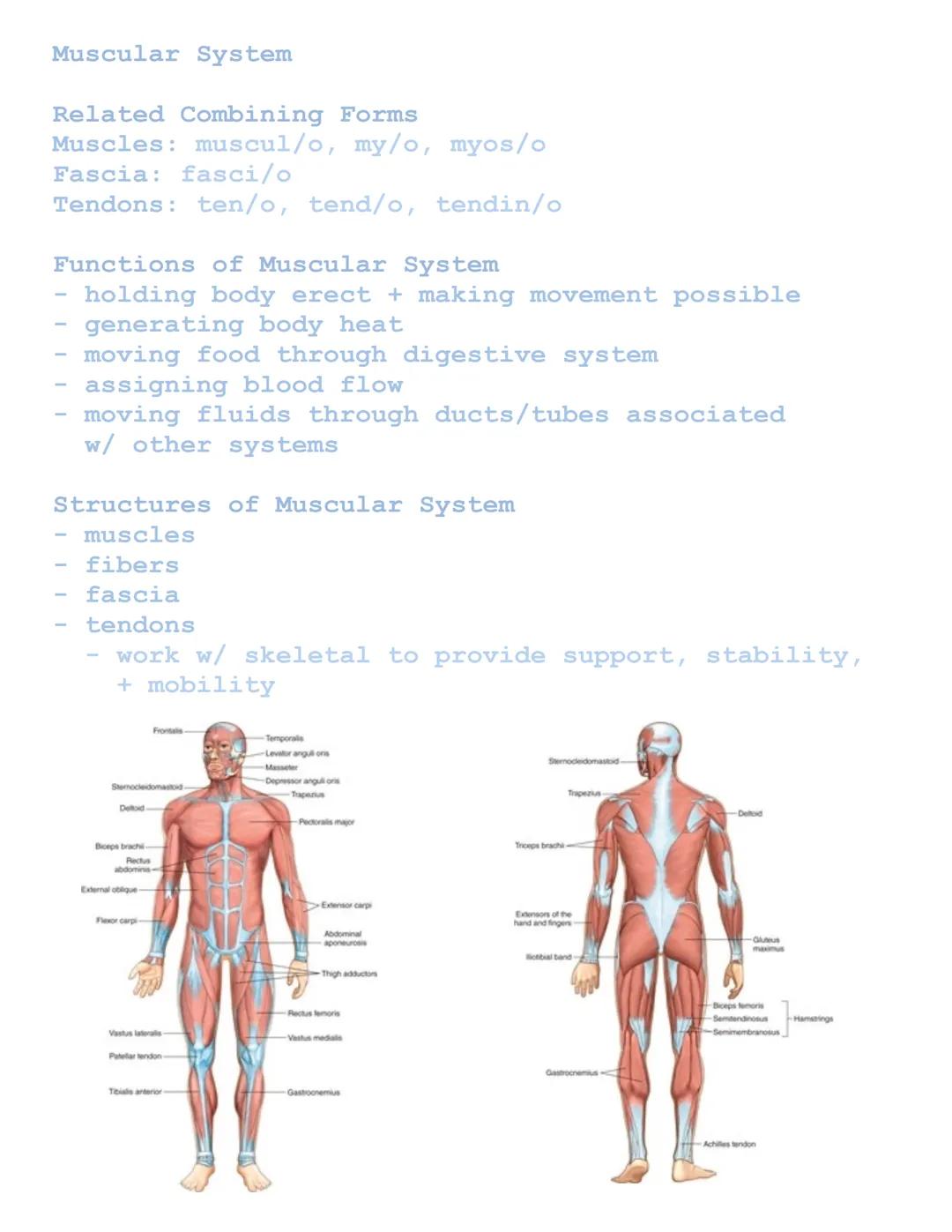 Muscular System

Related Combining Forms
Muscles: muscul/o, my/o, myos/o
Fascia: fasci/o
Tendons: ten/o, tend/o, tendin/o

Functions of Musc