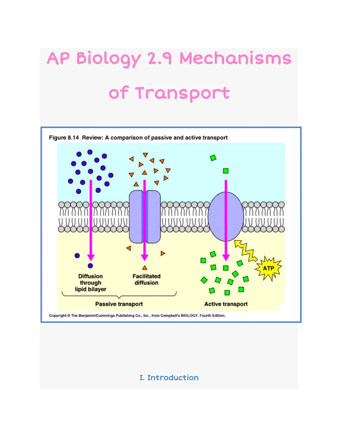 # AP Biology 2.9 Mechanisms

of Transport

Figure 8.14 Review: A comparison of passive and active transport

88888

Diffusion
through
lipid 