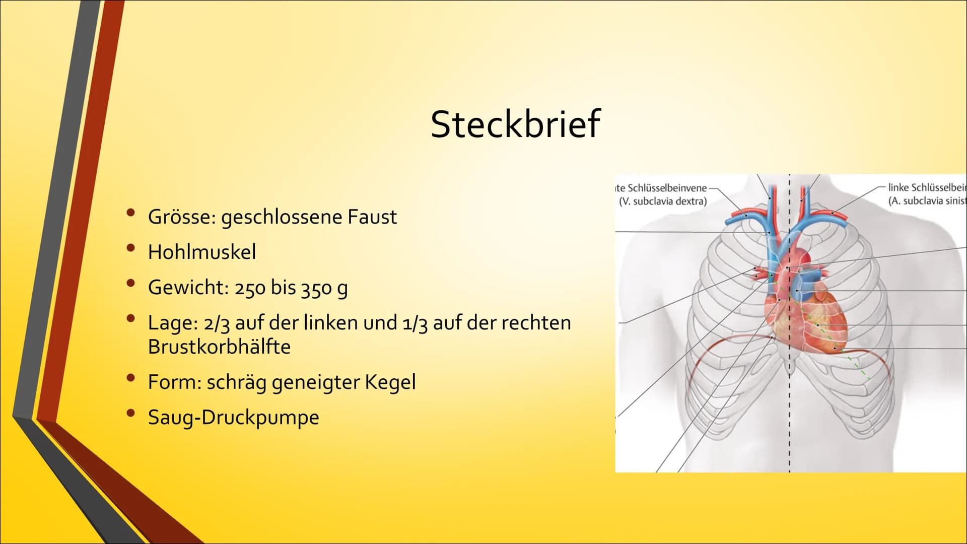 Herz Inhaltsverzeichnis

• Anatomie (Aufbau)
• Physiologie (Funktion)
• Herzerkrankungen
• Herzeingriffe
• Quiz # Anatomie Steckbrief

• Grö