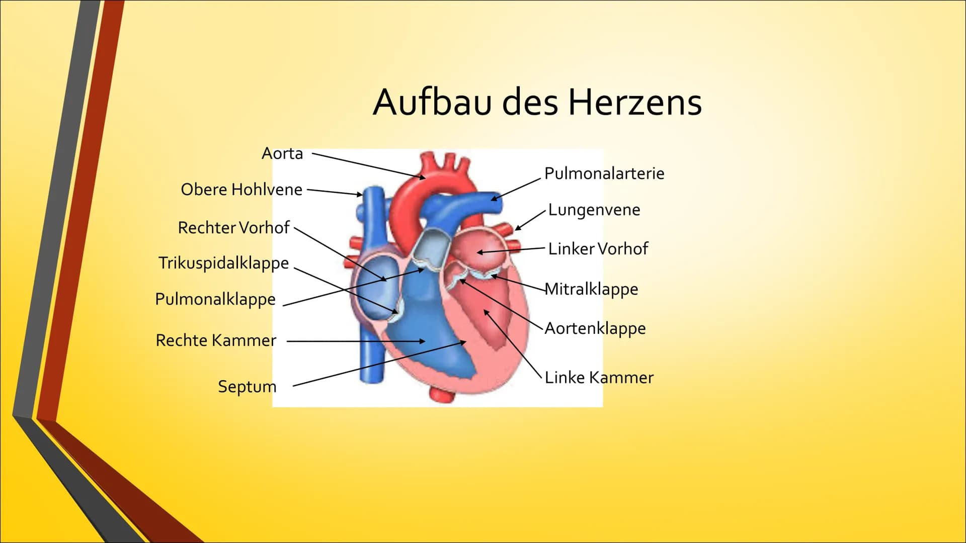 Herz Inhaltsverzeichnis

• Anatomie (Aufbau)
• Physiologie (Funktion)
• Herzerkrankungen
• Herzeingriffe
• Quiz # Anatomie Steckbrief

• Grö