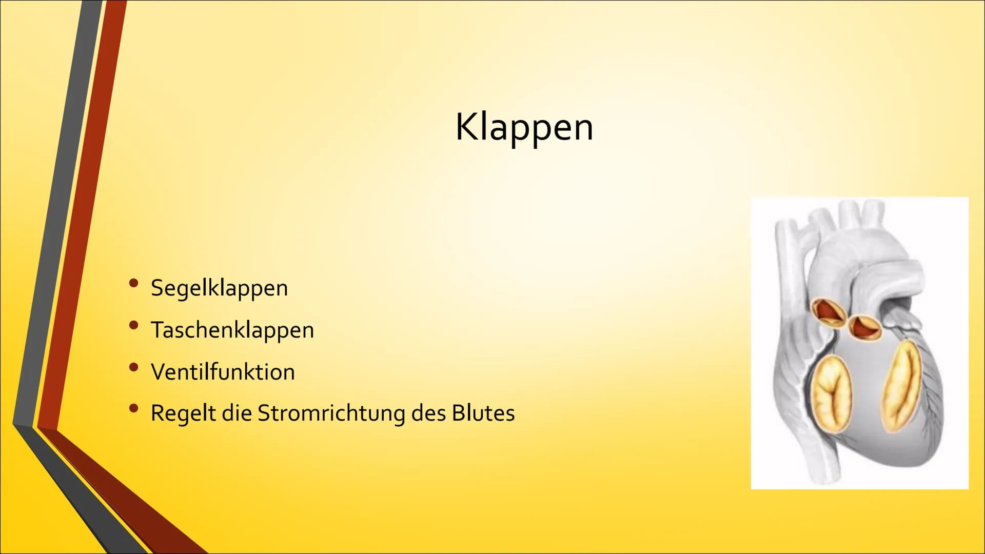 Herz Inhaltsverzeichnis

• Anatomie (Aufbau)
• Physiologie (Funktion)
• Herzerkrankungen
• Herzeingriffe
• Quiz # Anatomie Steckbrief

• Grö