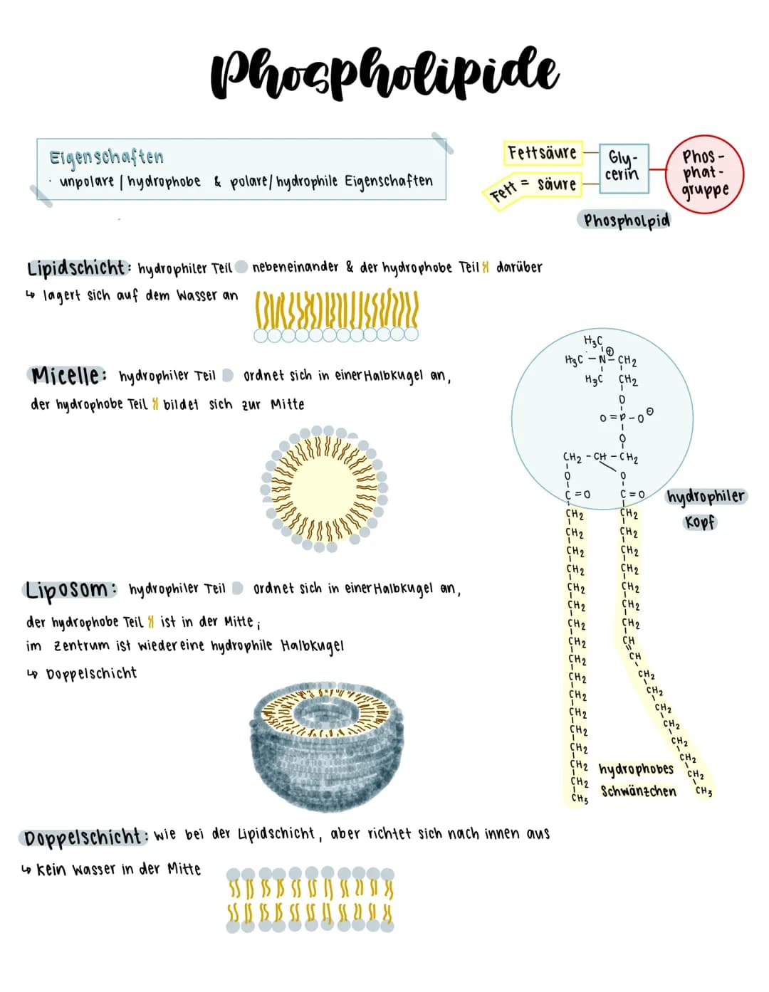 Phospholipide

Fettsäure Gly- Phos-
Fettsäure cerin phat-
gruppe
Phospholpid

Eigenschaften
- unpolare / hydrophobe & polare/hydrophile Eige