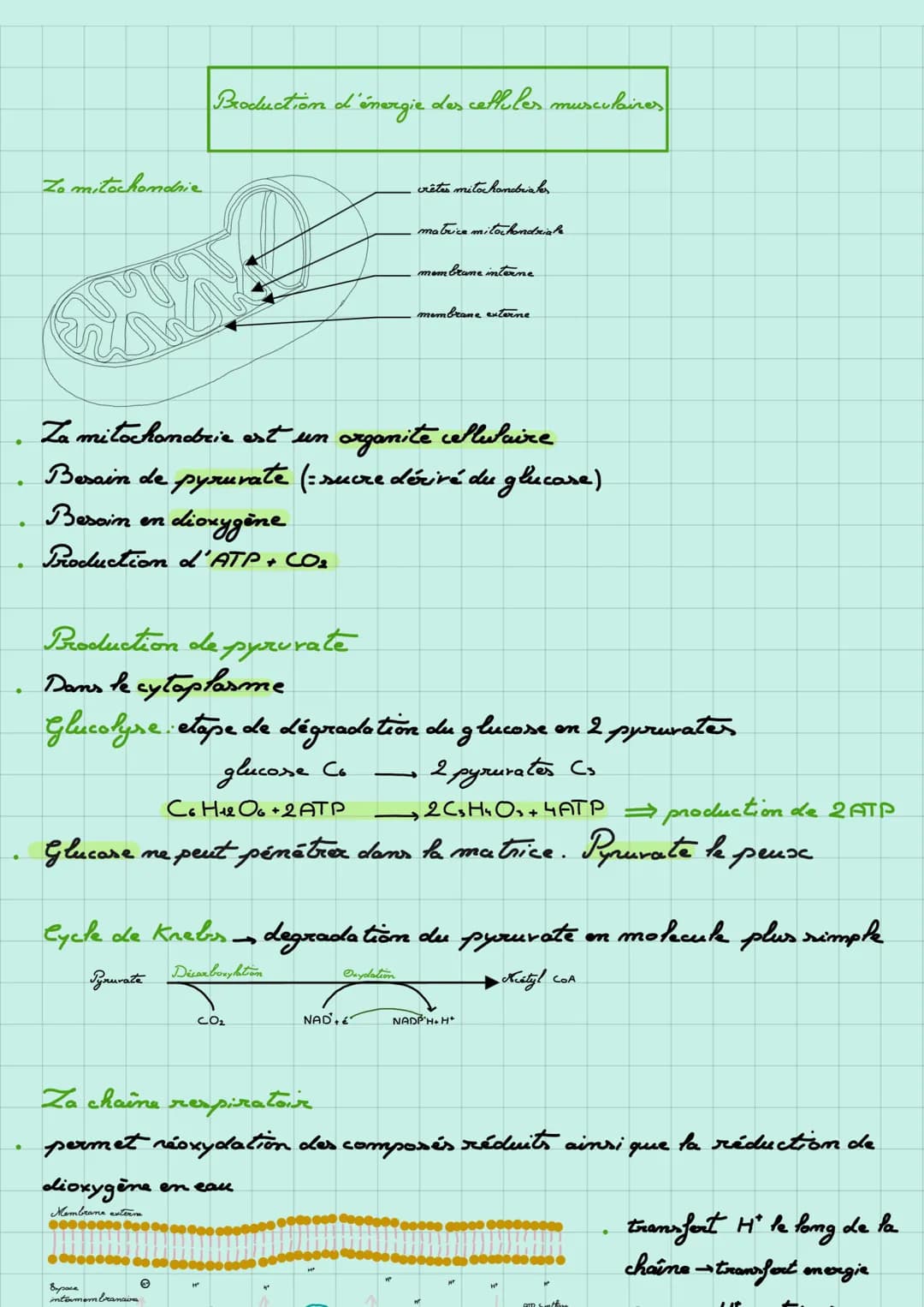 Broduction d'énergie des cellules musculaires

Zo mitochondrie

crêtes mito hondriales

matrice mitochondriale

membrane interne

membrane e