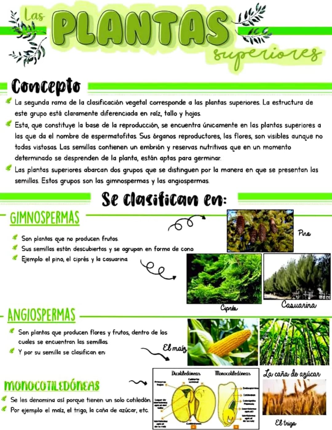 # Las
PLANTAS
superiores

## Concepto

*   La segunda rama de la clasificación vegetal corresponde a las plantas superiores. La estructura d