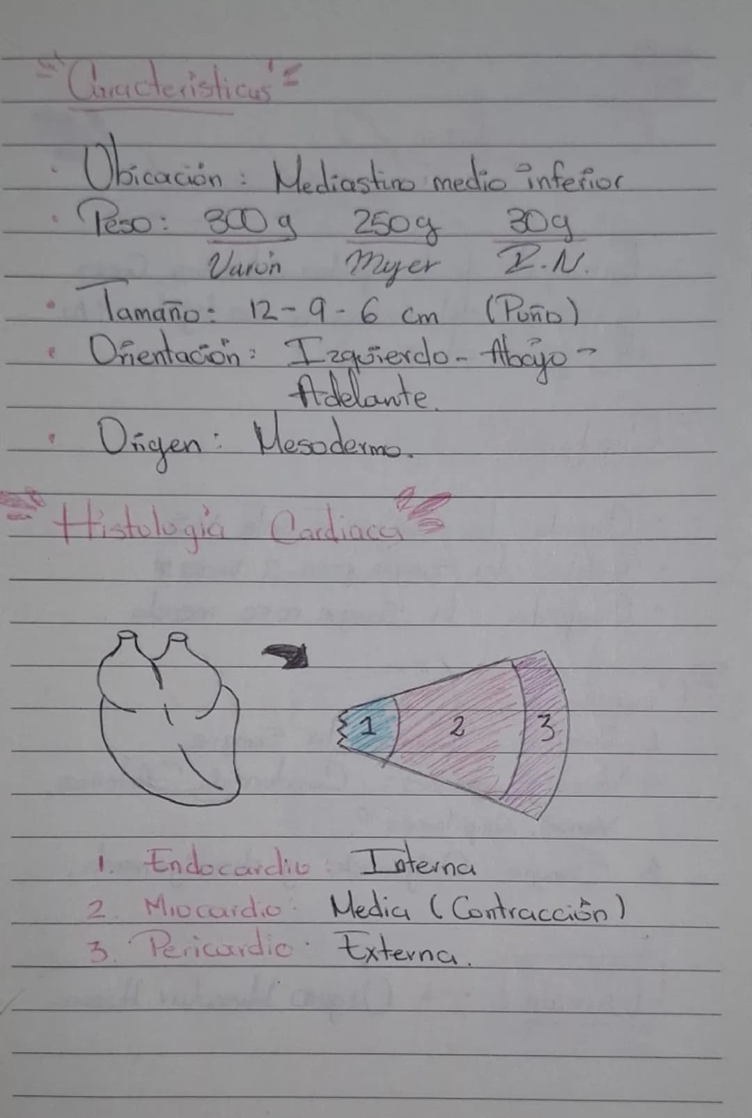 # Sistema Cardiovascular

- Encargado de transportar nutrientes, gases y desechos del corazón a los tejidos y/o de tejidos al corazón.

## C