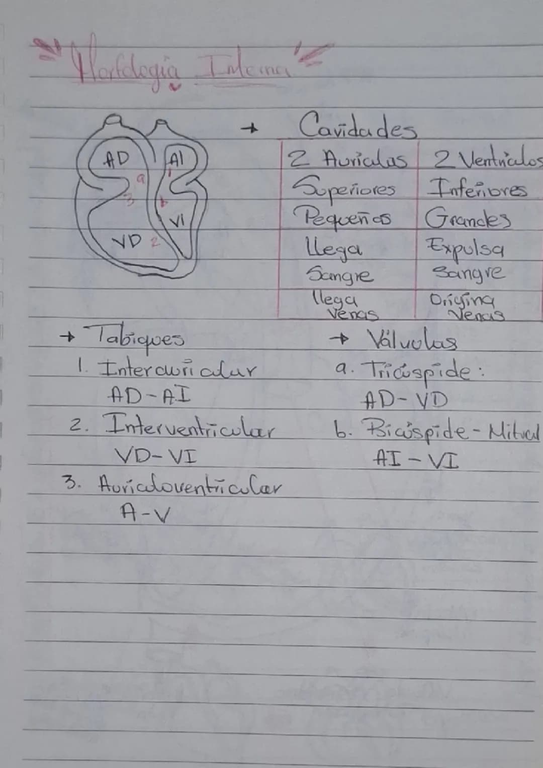 # Sistema Cardiovascular

- Encargado de transportar nutrientes, gases y desechos del corazón a los tejidos y/o de tejidos al corazón.

## C