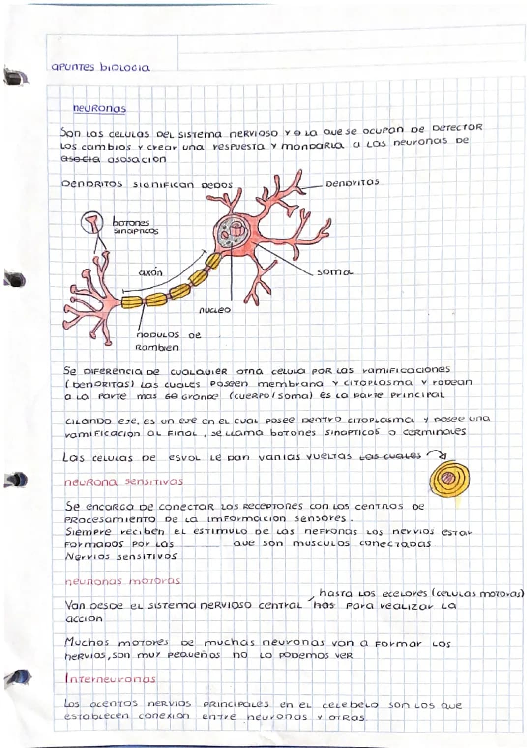# APUNTES BIOLOGIA

neuronas

Son Las CELULAS DEL Sistema NERVIOSO Y LO que se ocupan De Derector
Los cambios y crear una respuesta y monpar