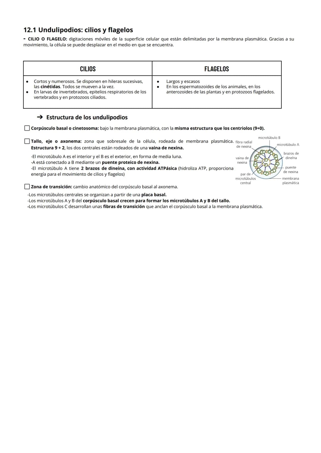 # TEMA 6: Citoplasma

1 CITOPLASMA, CITOSOL Y ORGÁNULOS CELULARES
El citoplasma celular es la región de la célula comprendida entre la membr