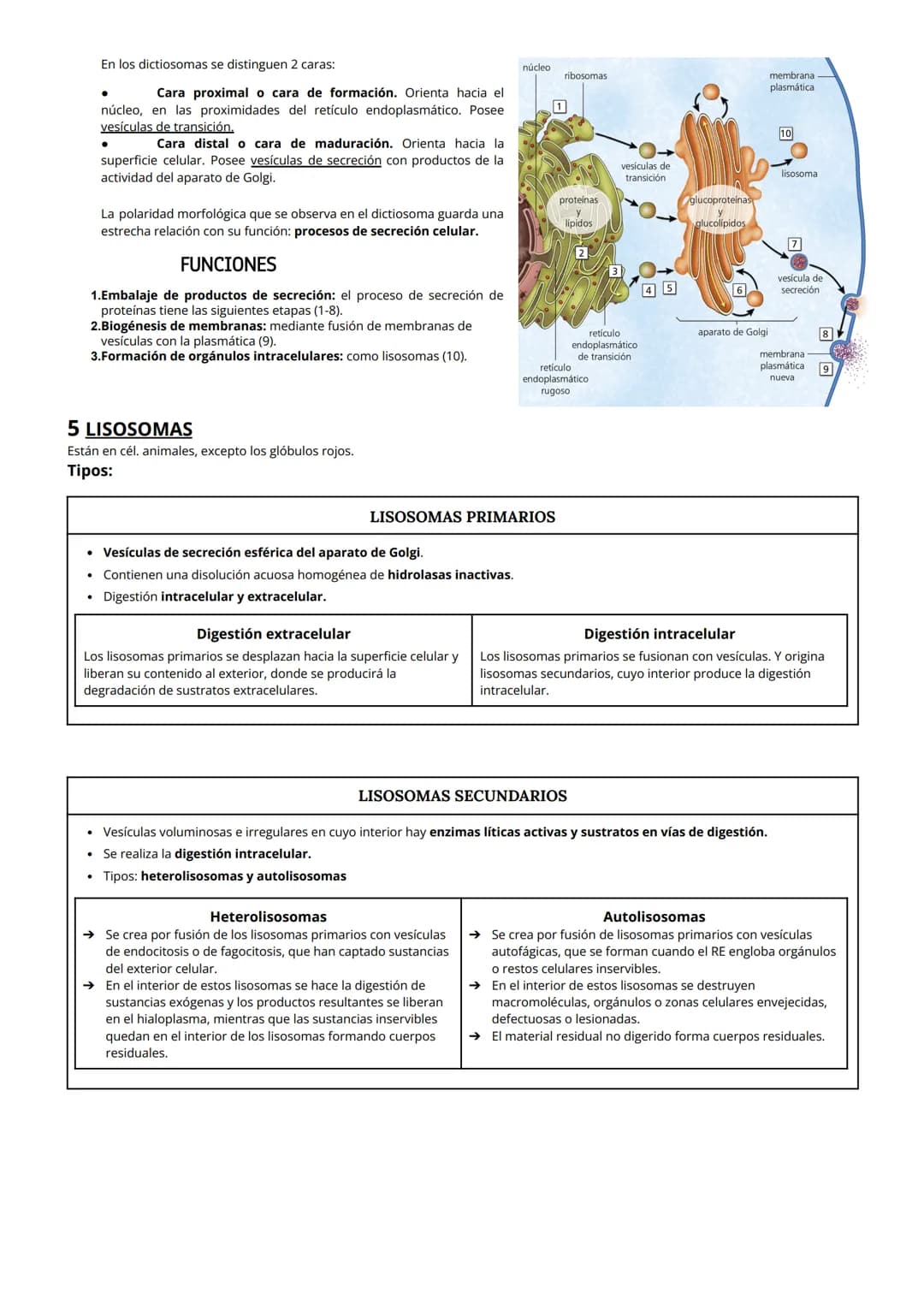 # TEMA 6: Citoplasma

1 CITOPLASMA, CITOSOL Y ORGÁNULOS CELULARES
El citoplasma celular es la región de la célula comprendida entre la membr