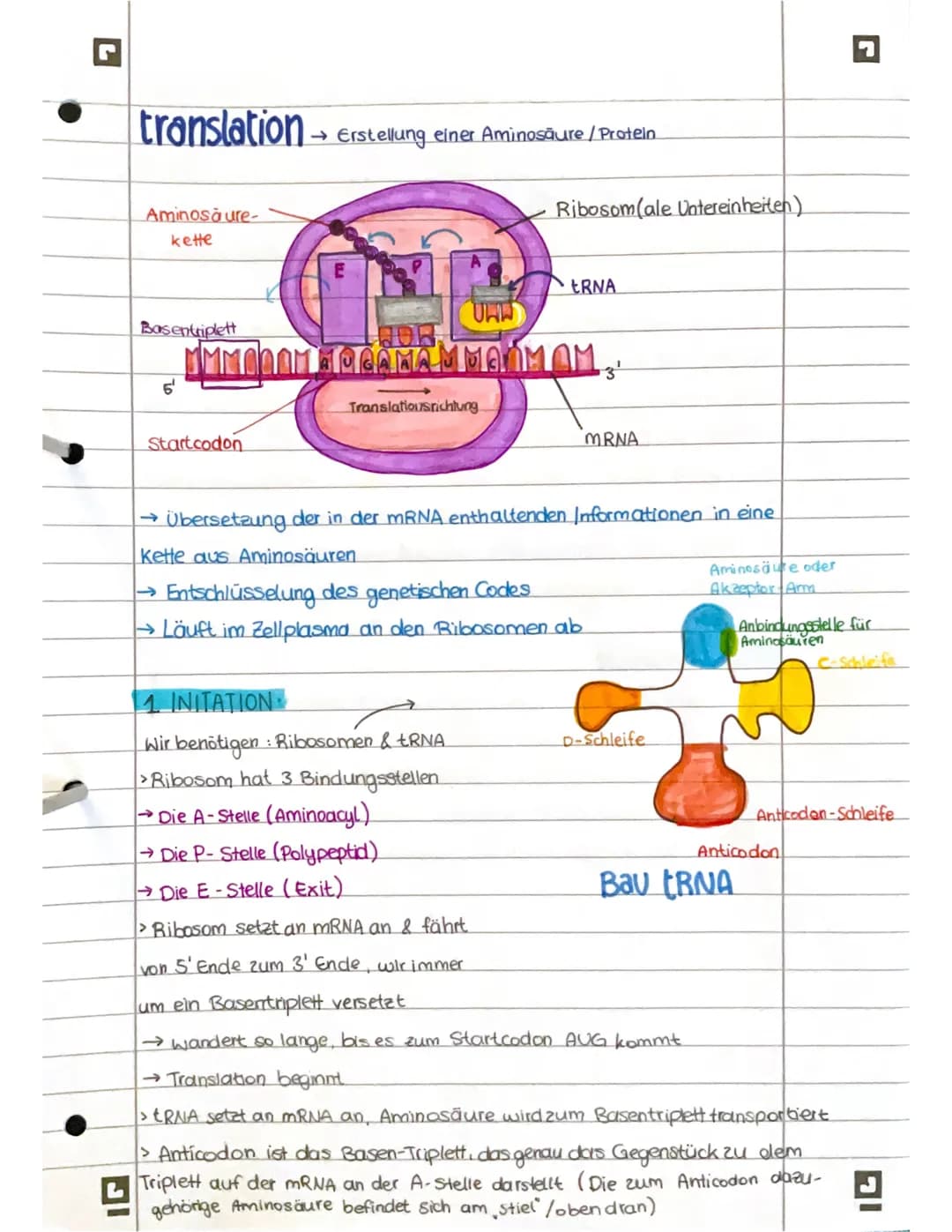 # PROTEINBIOSYNTHESE

ABI 23 Hamburg Bestandteile der Proteinbiosynthese

DNA Desoxyribonukleinsäure (DNS) Träger der genetischen Erbinforma