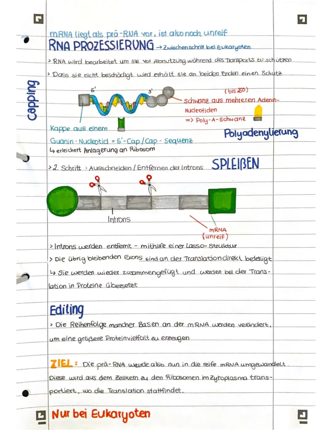 # PROTEINBIOSYNTHESE

ABI 23 Hamburg Bestandteile der Proteinbiosynthese

DNA Desoxyribonukleinsäure (DNS) Träger der genetischen Erbinforma