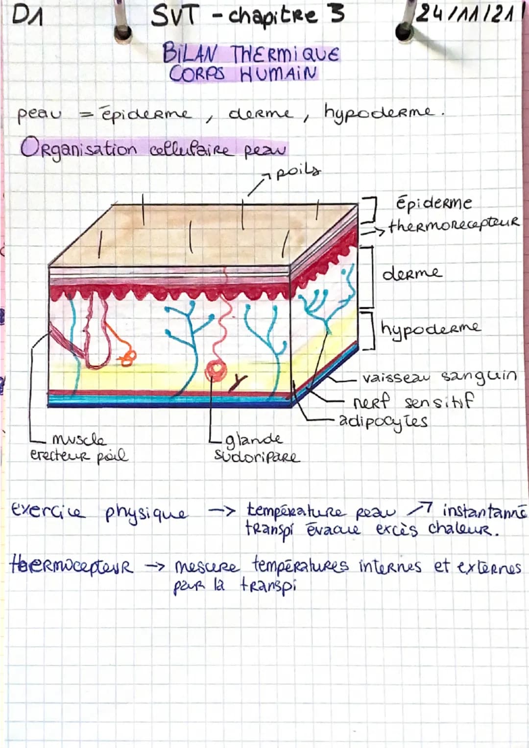 DA
SVT - chapitre 3 24/11/21
BILAN THERMIQUE
CORPS HUMAIN
peau = épiderme , derme, hypoderme.
Organisation cellulaire peau
poils
épiderme
th