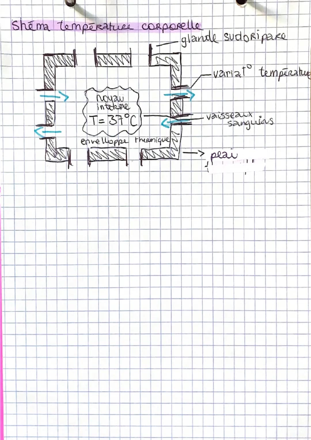 DA
SVT - chapitre 3 24/11/21
BILAN THERMIQUE
CORPS HUMAIN
peau = épiderme , derme, hypoderme.
Organisation cellulaire peau
poils
épiderme
th