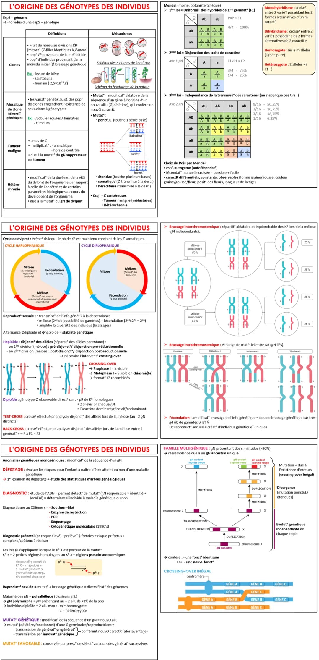 # L'ORIGINE DES GÉNOTYPES DES INDIVIDUS

EspS - génome

→ Individus d'une espS = génotype

### Définitions

* fruit de ribreuses divisions $