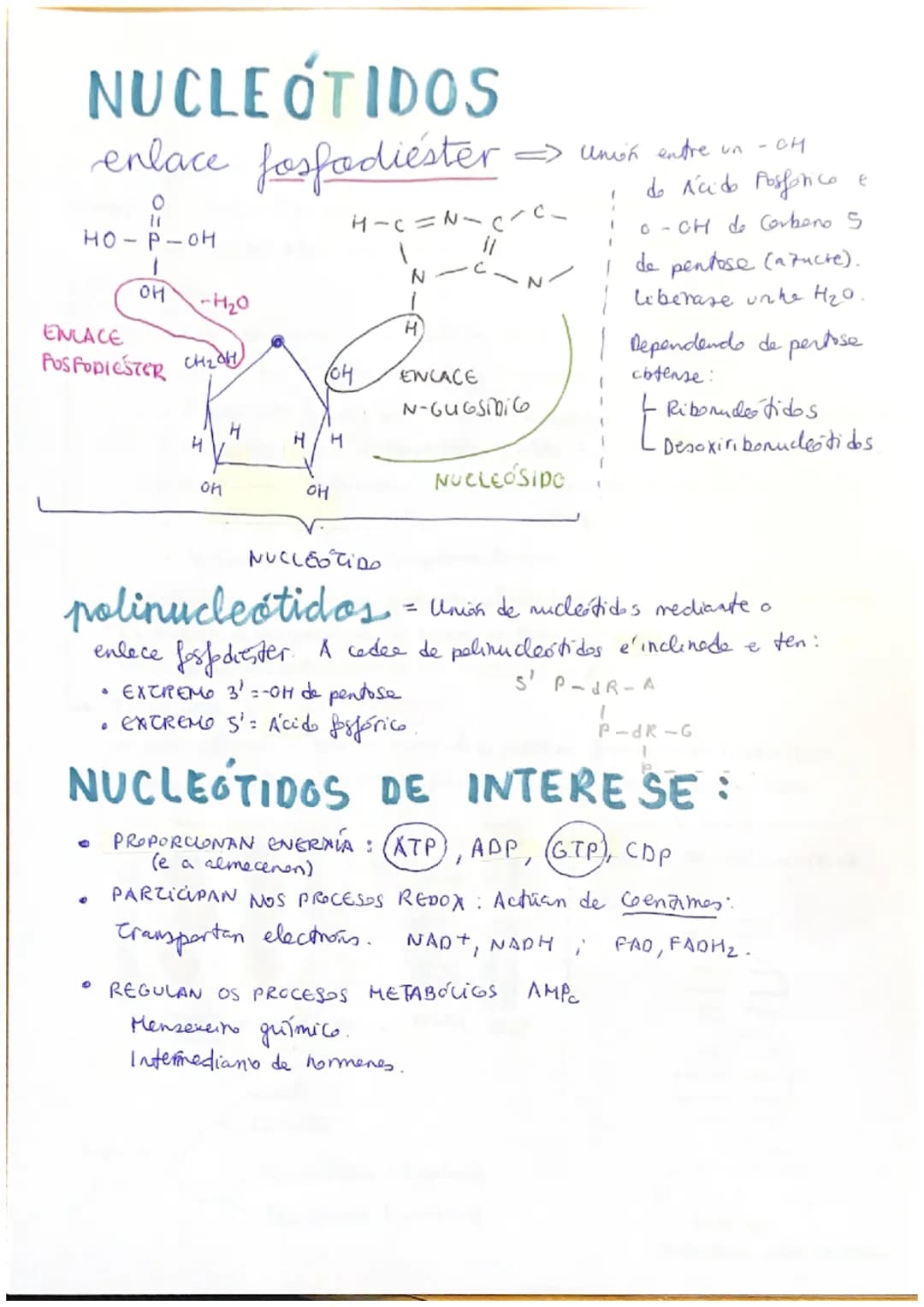 # ácidos nucleicos

(ACIDO NUCLEICO) Blomolécula orgenica femmede per C, H, O, P, N.

Están formatos per Nucleotides.
Levan a Información xe