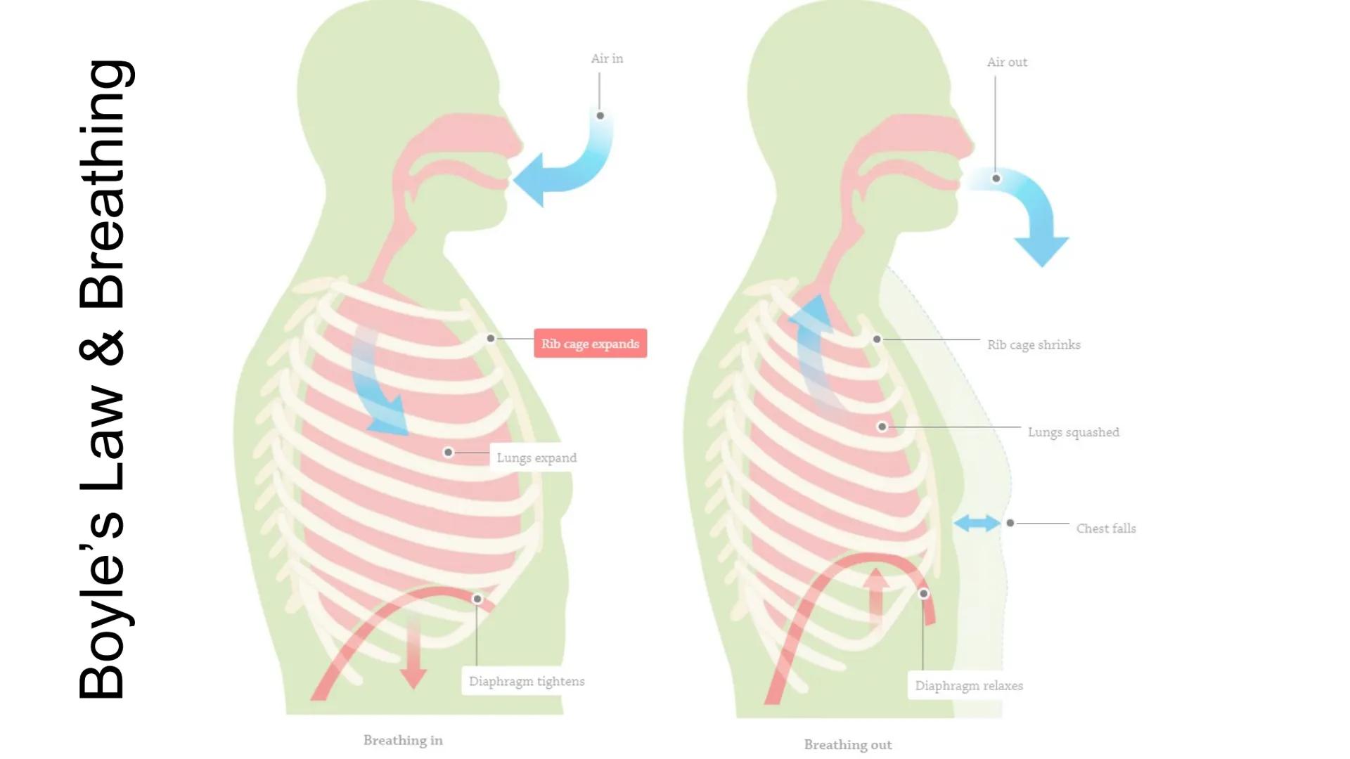 Boyle's Law & Breathing

Breathing in

Air in

Air out

Rib cage expands

Rib cage shrinks

Lungs expand

Diaphragm tightens

Diaphragm rela