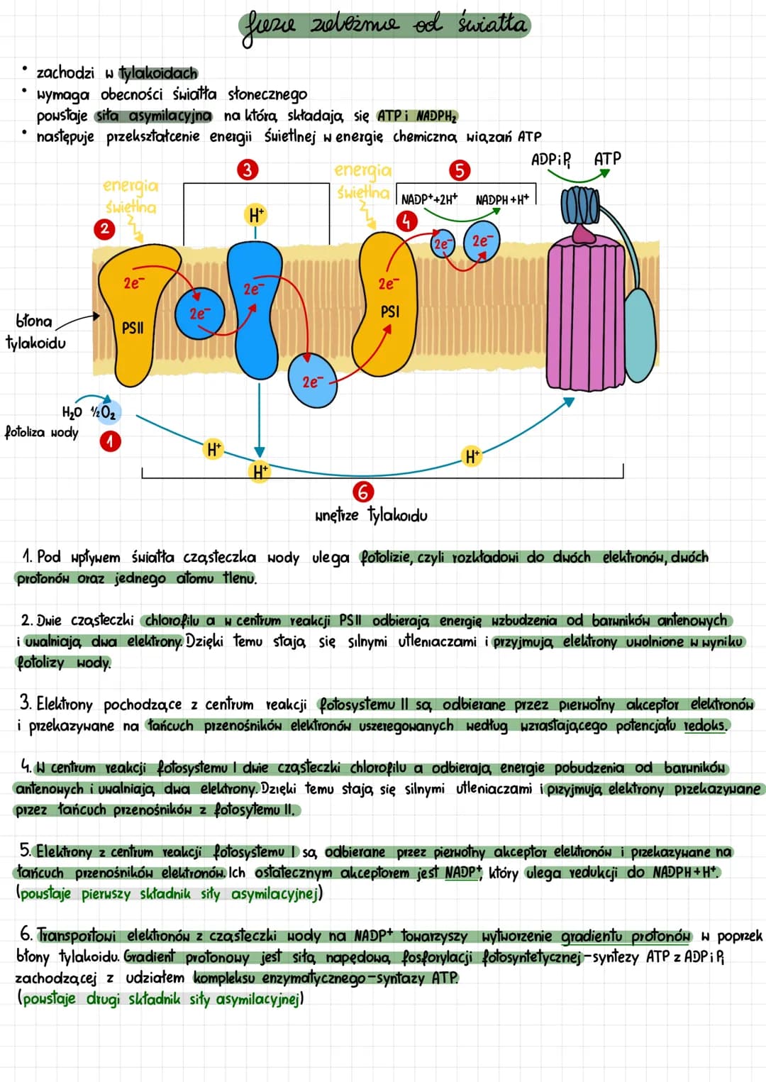 # fotosynteza

sposoby odżywiania się organizmów

autotrofizm
heterotrofizm

fotosynteza
chemosynteza
- Tośliny
- niektóre bakterie
- protis