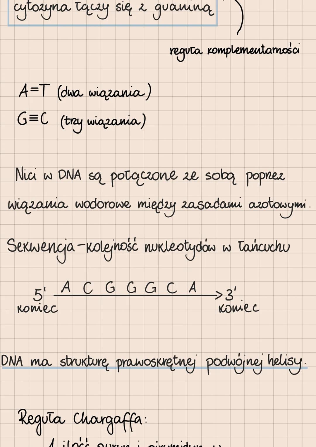 Budowa i rola kwasów nukleinowych

DNA i RNA

lokalizacja kwasów nukleinowych
w komórkach

eukariotycznych

1. DNA:
*   jądro komórkowe
*   
