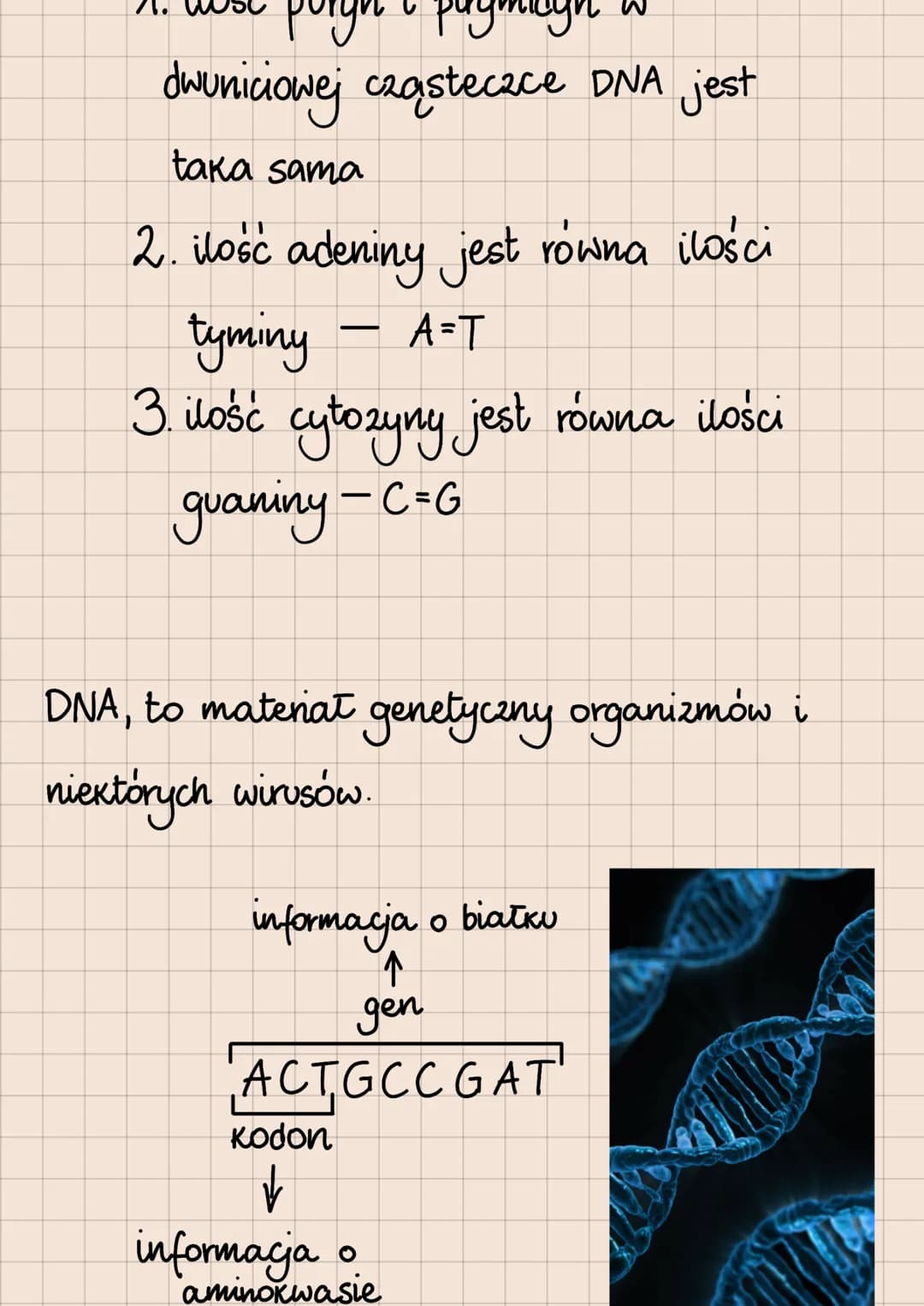 Budowa i rola kwasów nukleinowych

DNA i RNA

lokalizacja kwasów nukleinowych
w komórkach

eukariotycznych

1. DNA:
*   jądro komórkowe
*   
