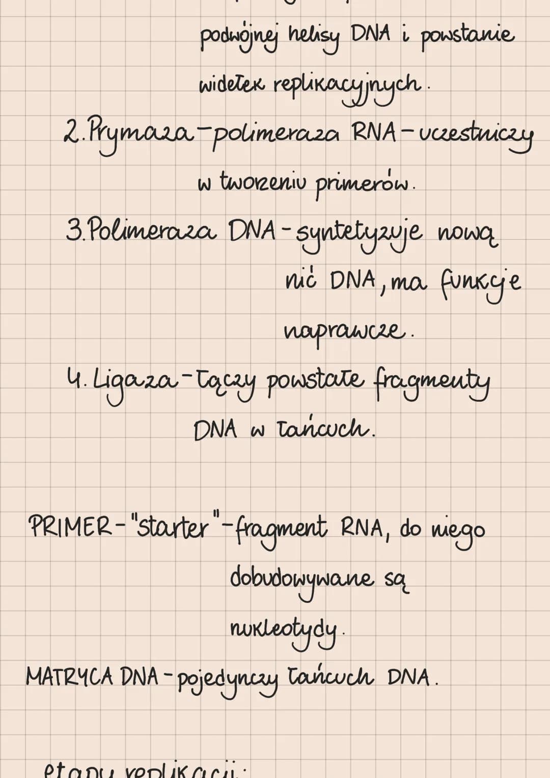 Budowa i rola kwasów nukleinowych

DNA i RNA

lokalizacja kwasów nukleinowych
w komórkach

eukariotycznych

1. DNA:
*   jądro komórkowe
*   