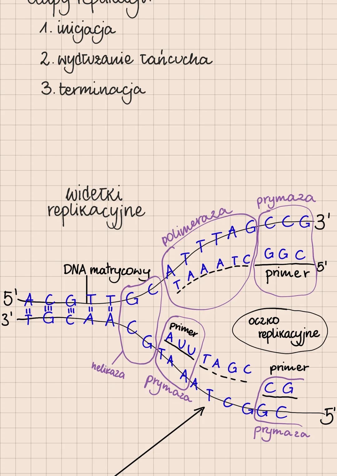 Budowa i rola kwasów nukleinowych

DNA i RNA

lokalizacja kwasów nukleinowych
w komórkach

eukariotycznych

1. DNA:
*   jądro komórkowe
*   