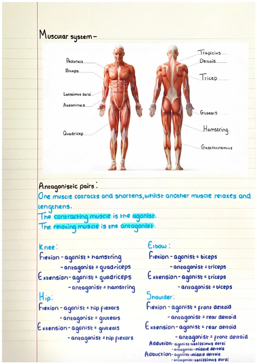 Muscular system-

Pectorals
Biceps
Latissimus dorsi
Abdominais
Quadricep

Trapizius
Deltoid
Tricep

Gluteals
Hamstring
Gastrocnemius

Antago