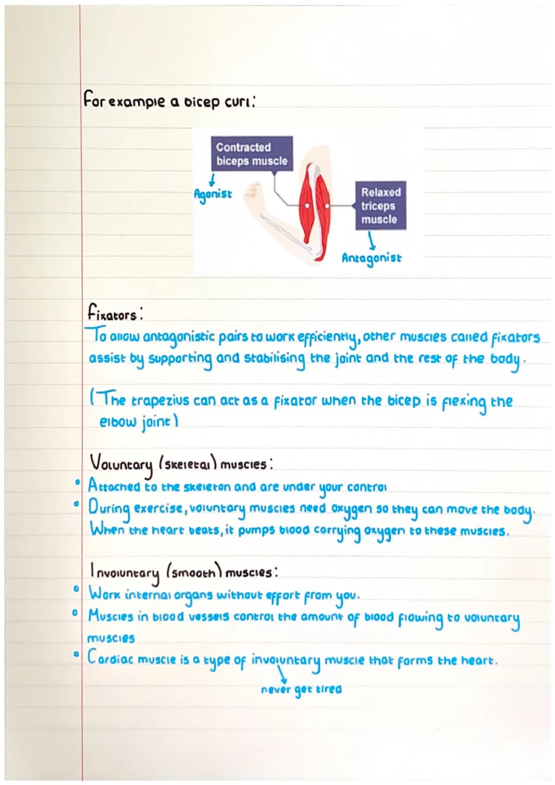 Muscular system-

Pectorals
Biceps
Latissimus dorsi
Abdominais
Quadricep

Trapizius
Deltoid
Tricep

Gluteals
Hamstring
Gastrocnemius

Antago