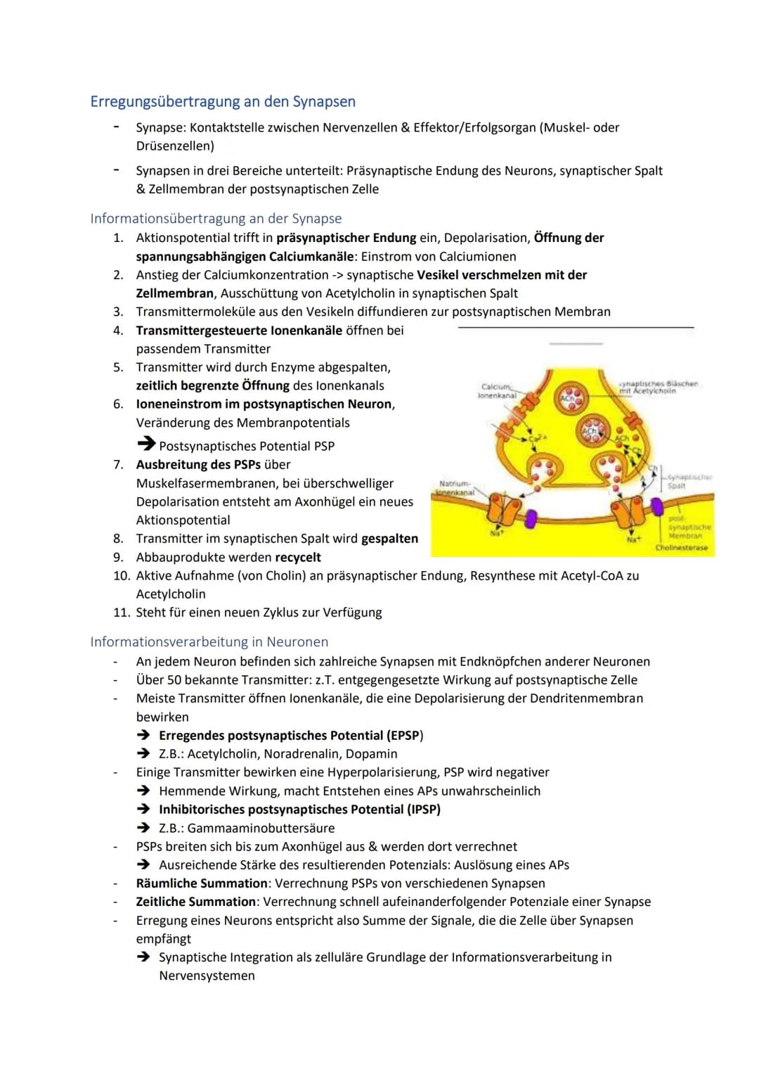 # Neuronale Informationsverarbeitung

Neuron als Grundelement der Nervenzellen

- Kleinster & wichtigster Baustein des Nervensystems
- Diene