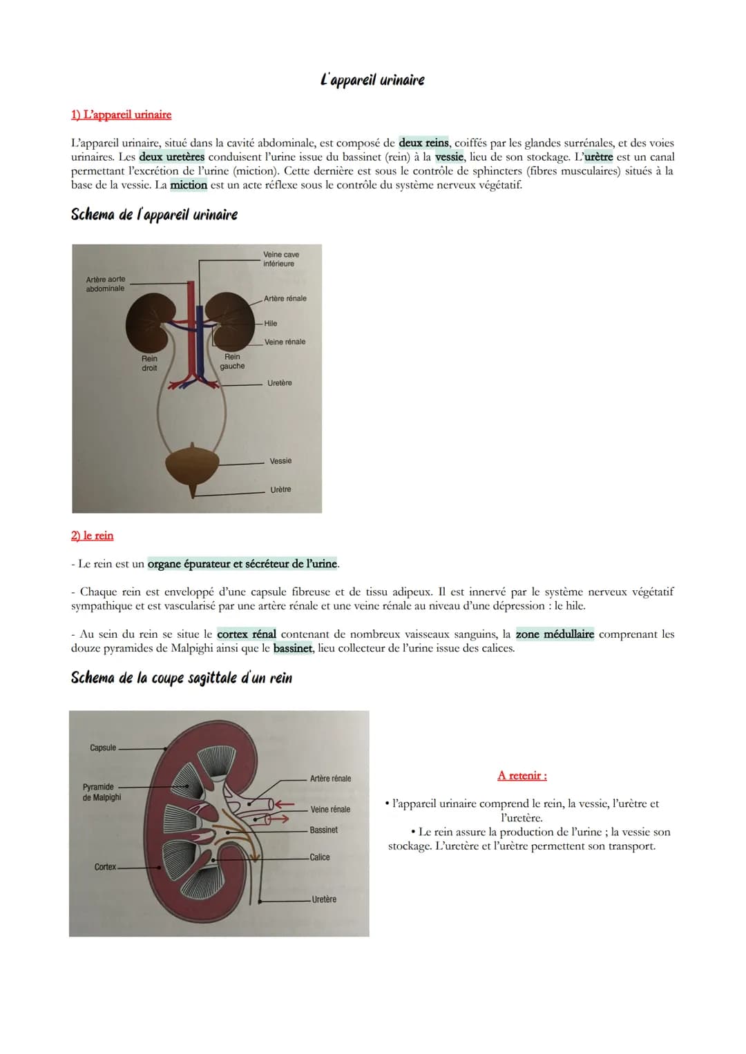 # L'appareil urinaire

1) L'appareil urinaire

L'appareil urinaire, situé dans la cavité abdominale, est composé de deux reins, coiffés par 
