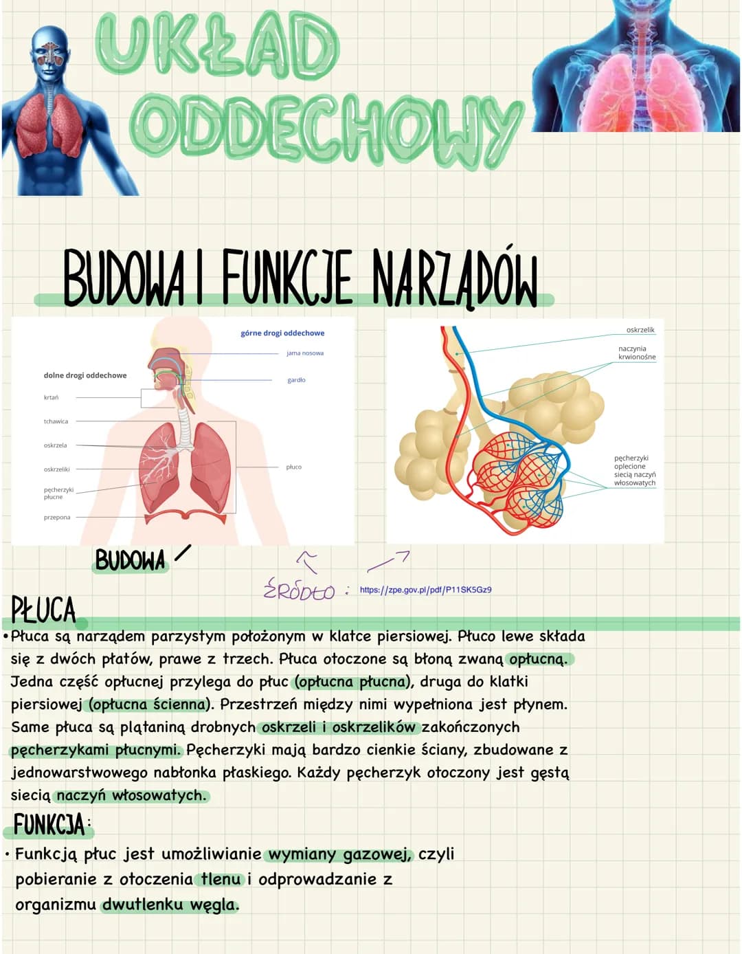 # UKŁAD
ODDECHOWY

BUDOWA I FUNKCJE NARZADÓW

górne drogi oddechowe

jama nosowa

oskrzelik
naczynia
krwionośne

dolne drogi oddechowe

oskr