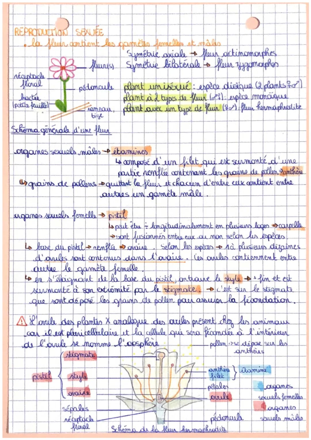 # SVT

ihapitre 1

Reproduction de la plante entre vie
fixée et mobilité!

plantes à fleurs -> fixée au sol par racines

->2 reproductions:
