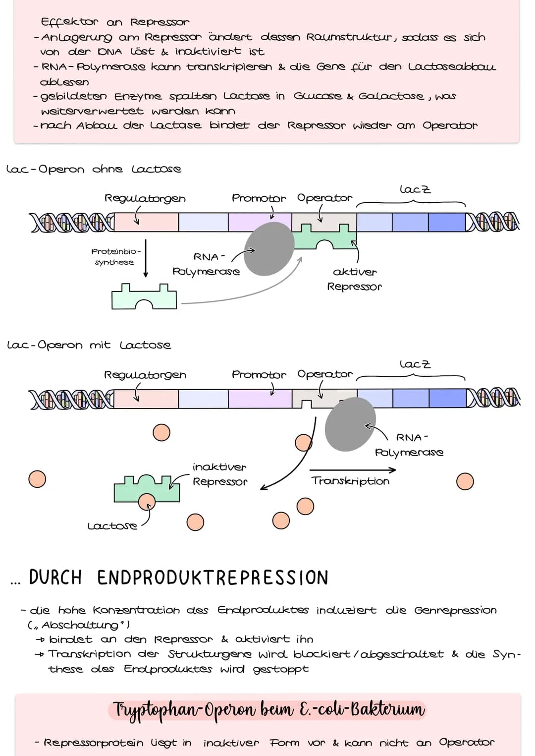 # Genregulation bei Prokaryoten

Genregulation bezeichnet die Steuerung der Aktivität von Genen, genauer die
Steuerung der Genexpression. Si